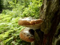 DSCN6741 Inonotus radiatus Polypore de l'aulne [1600x1200]